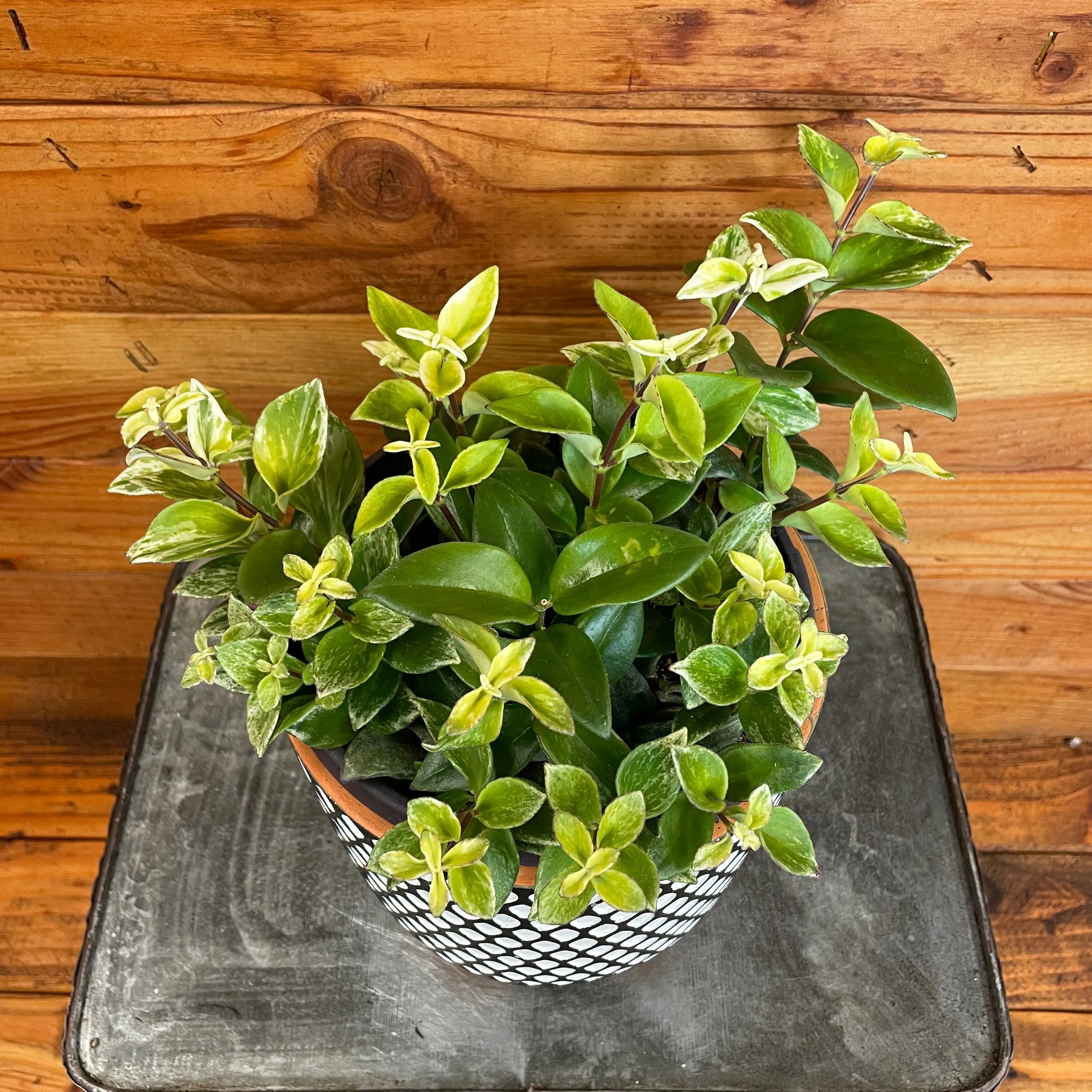 Aeschynanthus Lipstick Variegated, 6" Plant