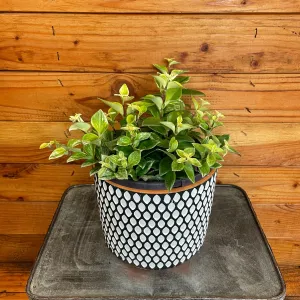 Aeschynanthus Lipstick Variegated, 6" Plant