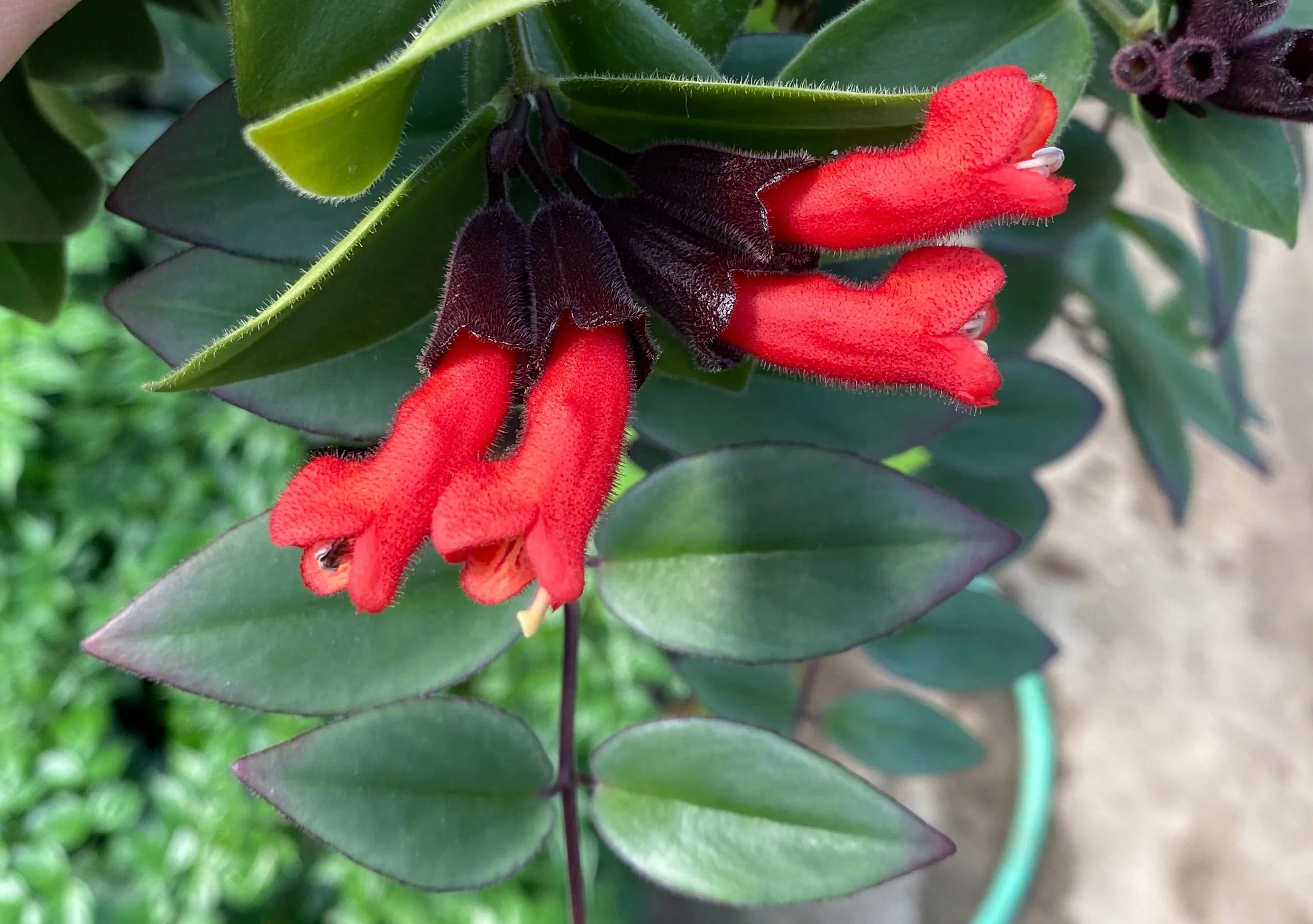 Aeschynanthus Lipstick Variegated, 6" Plant