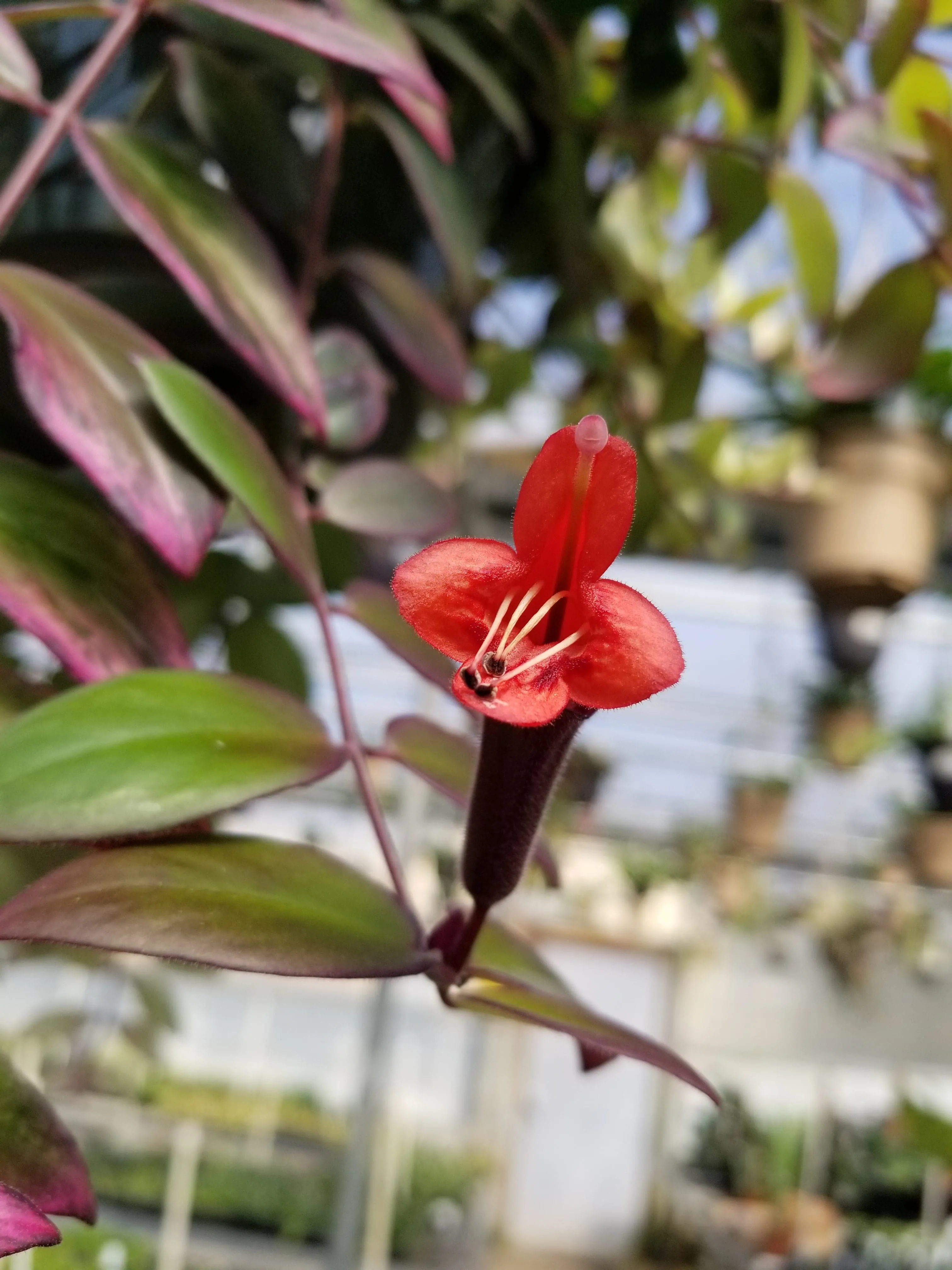 Aeschynanthus Lipstick Variegated, 6" Plant