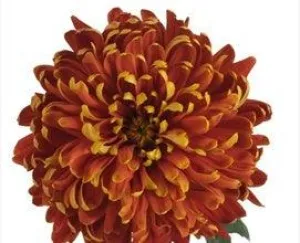 Bronze Football Mums