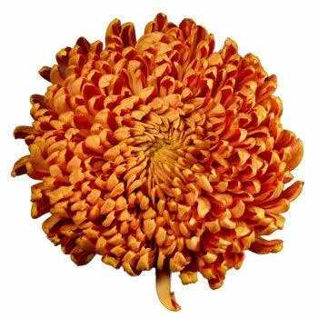 Bronze Football Mums